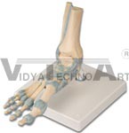 Foot and Ankle Skeleton Model with Ligaments